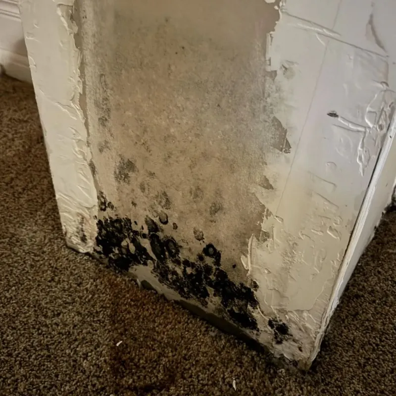 Professional Mold Removal in Hill County, MT